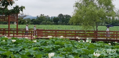 무안회산 백련지...수녀님들의 망중한