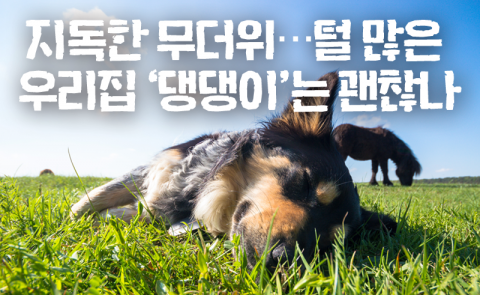 지독한 무더위···털 많은 우리집 ‘댕댕이’는 괜찮나