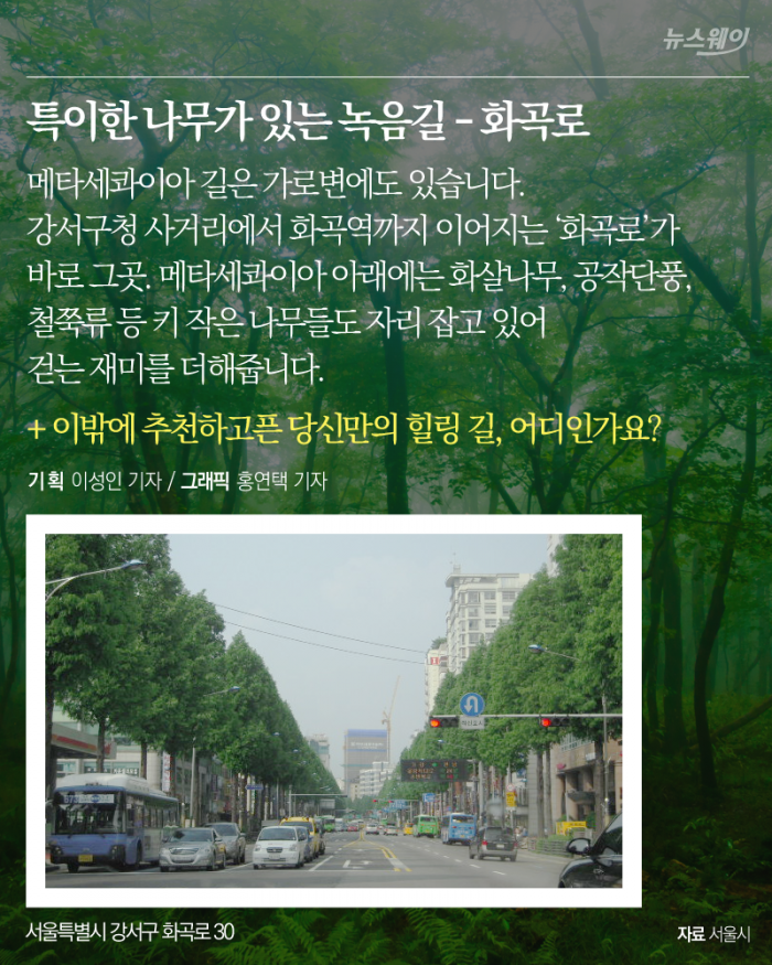 ‘이제는 걸을 수 있다’ 서울 도심 속 녹음길 8선 기사의 사진