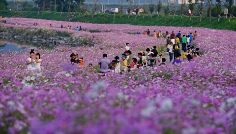광양시, 서천변 코스모스길 ‘9월의 걷고 싶은 길’선정