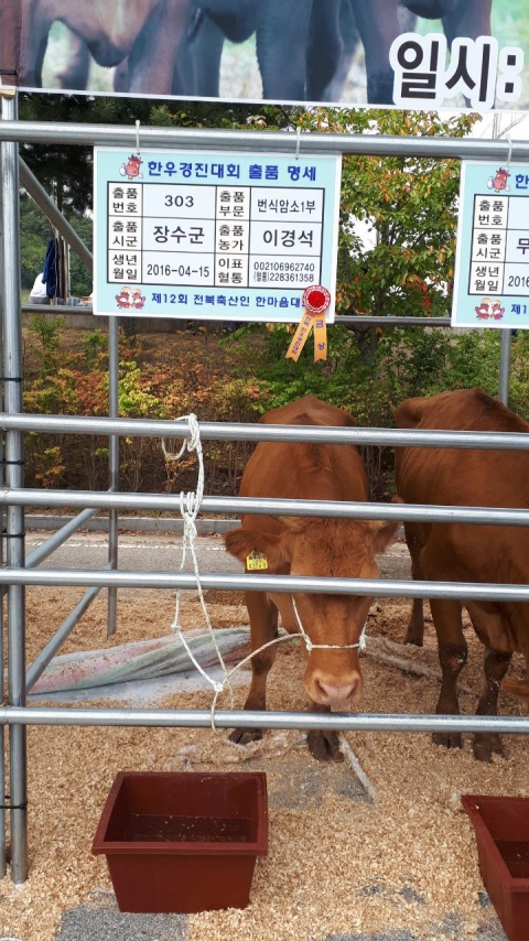 장수 한우, 전북한우경진대회서 대상 수상