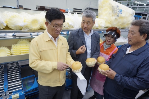 명품 나주배 추석 맞이 출하 한창