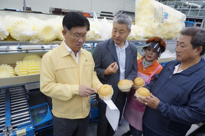 명품 나주배 추석 맞이 출하 한창 기사의 사진