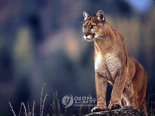 대전동물원서 퓨마 1마리 탈출···긴급재난문자 발송. 사진=연합