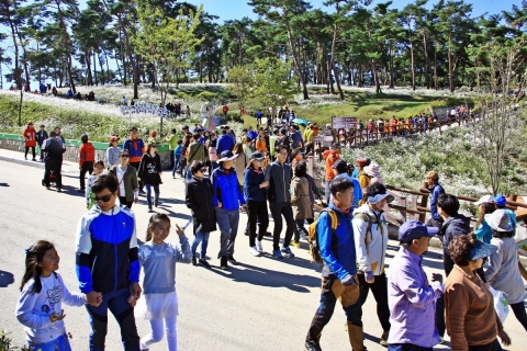 전북투어패스로 정읍 구절초 꽃축제 즐기자!