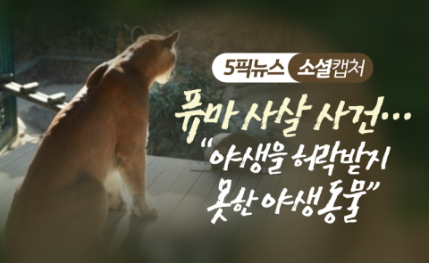 퓨마 사살 사건···“야생을 허락받지 못한 야생동물”