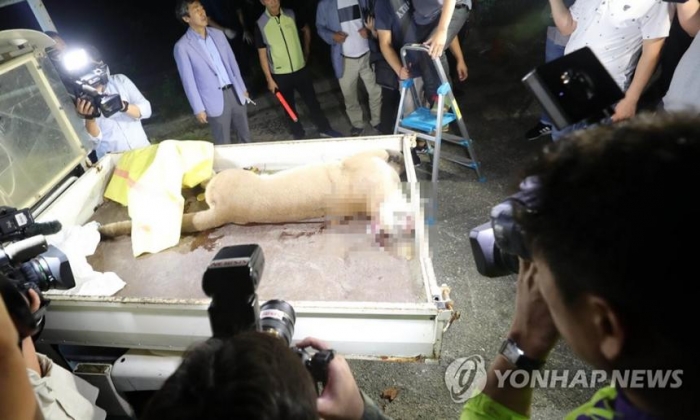 사살된 퓨마 박제 안한다···“위령비에 안치할 계획” / 사진=연합뉴스