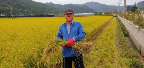 진안군, 조생종 벼 해담쌀 수확