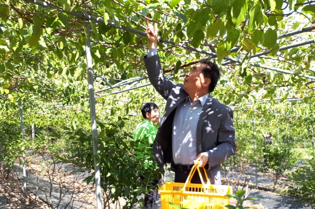 순창군 새로운 소득작목 토종 다래 급부상