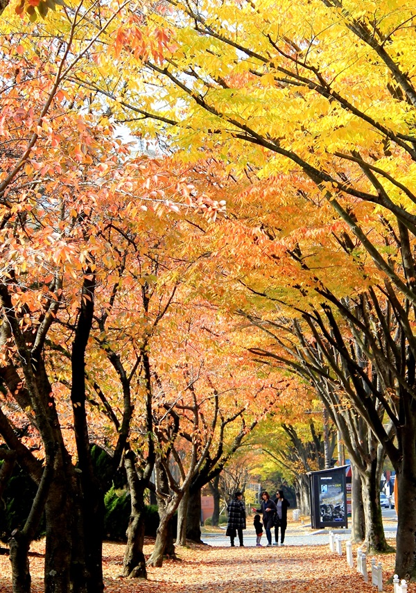 가을여행주간 경북의 특별한 가을여행 기사의 사진