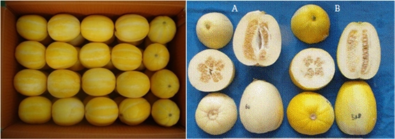 광복꿀참외(왼쪽)와 중국수출용 참외JCOM-51(오른쪽). 사진제공=농기평