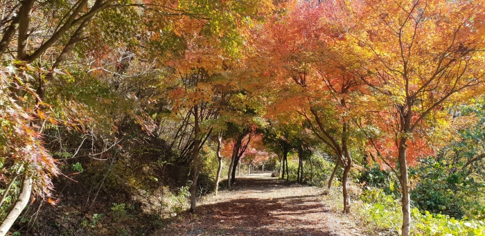 완주군 고산 자연휴양림 단풍 관광객 북적 기사의 사진