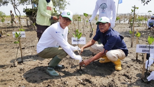 한국중부발전 박형구 사장(왼쪽)과 찌레본 환경단체 Pak. Farudin 대표가 맹그로브 나무를 심고 있다.