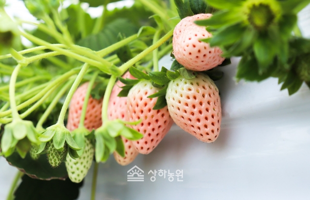 고창 상하농원, 만년설 딸기로 유명한 ‘하얀 딸기’ 출시