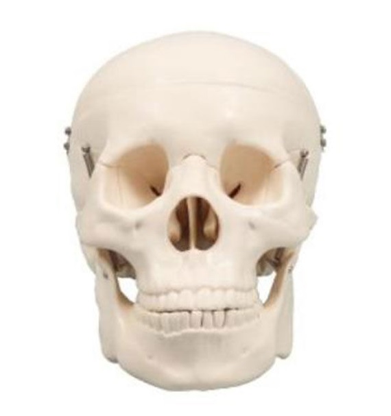 교육용 해골, 알고 보니 진짜 사람 뼈···일본 고교서 발견 기사의 사진