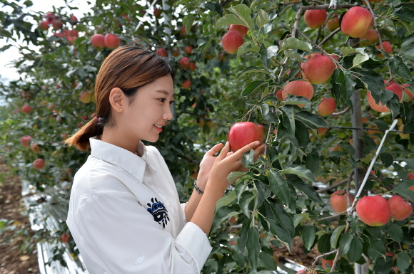 ▲맛과 식감이 뛰어나 많은 사랑을 받고 있는 정선사과.