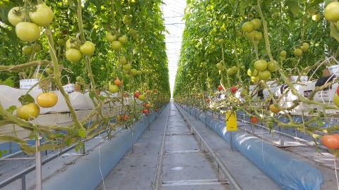 임실군, 고소득작목 명품화 지원 총력