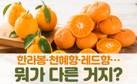 한라봉·천혜향·레드향···뭐가 다른 거지?