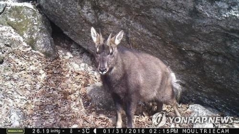 ‘설악산 산양’ 원고 내세운 케이블카 반대 소송 각하