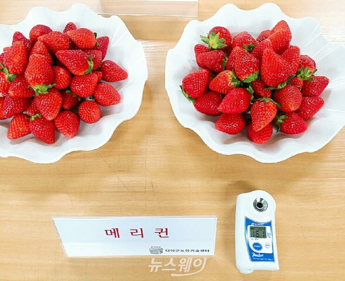 신품 딸기 메리퀸(사진=담양군)