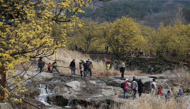 구례군, 산수유꽃축제추진위원회 열고 기본 계획 확정