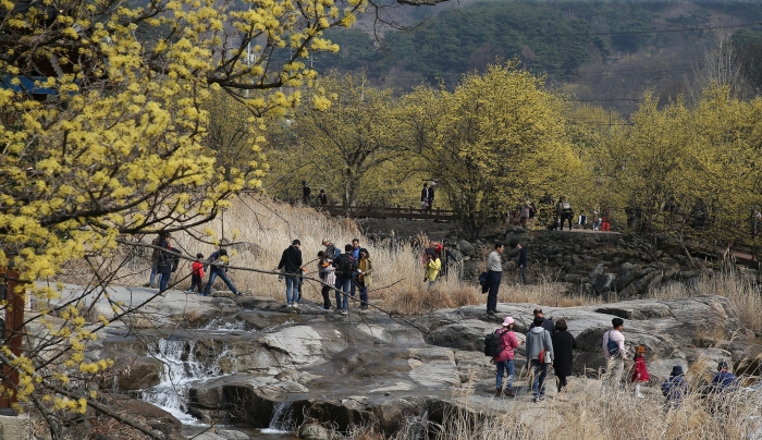 구례산수유꽃축제-2018년