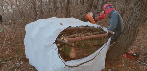 임실군, 소나무 재선충병 확산방지 총력