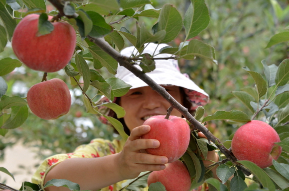 ▲사과를 따고 있는 정선군 농민의 모습.(사진제공=정선군)