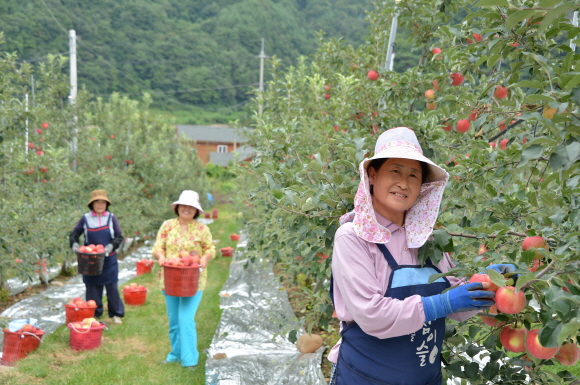 ▲사과를 따고 있는 정선군 농민들의 모습.(사진제공=정선군)