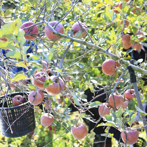 NH농협손해보험은 사과, 배 등 과수 4종을 포함한 농작물 피해를 보장하는 농작물재해보험을 판매하고 있다. 사진=NH농협손해보험