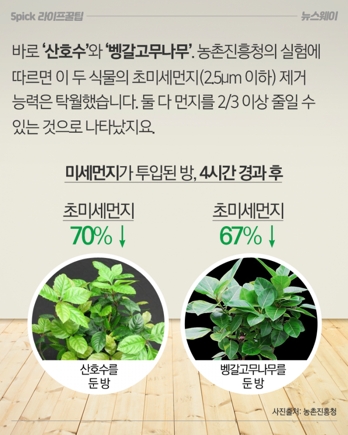 초미세먼지 감소 효과 입증한 식물 두 가지 기사의 사진