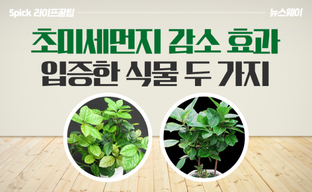 초미세먼지 감소 효과 입증한 식물 두 가지