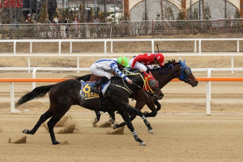 한국마사회, ‘스포츠서울배’ 머리차 명승부 펼쳐··· ‘대완마’ 승리