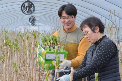 순창군, 하우스 두릅 생산으로 농가소득 증대 견인
