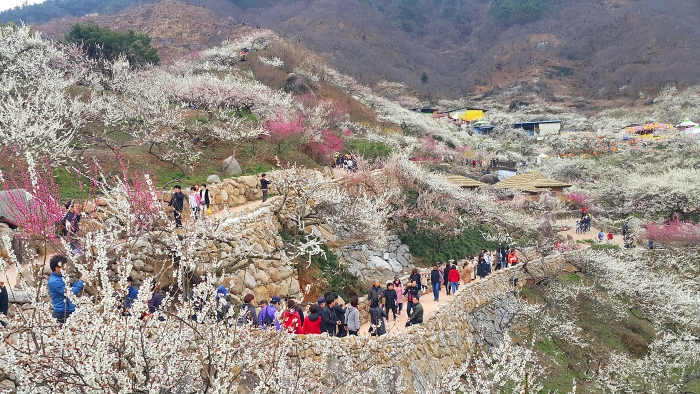 광양시 “광양매화마을엔 상춘객들로 꽃물결” 기사의 사진