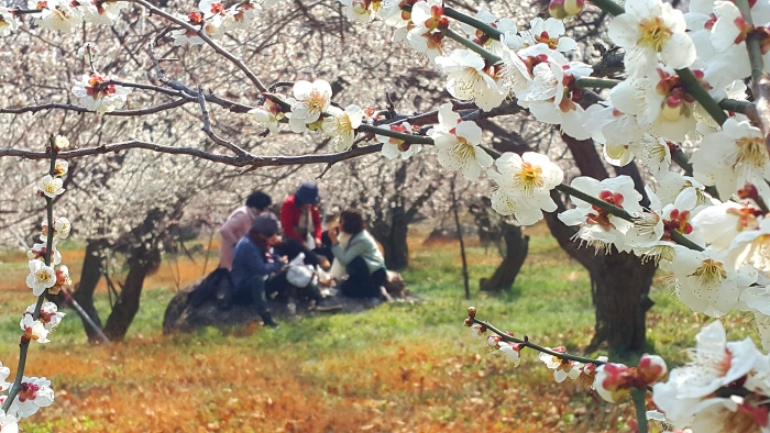 광양시 “광양매화마을엔 상춘객들로 꽃물결” 기사의 사진