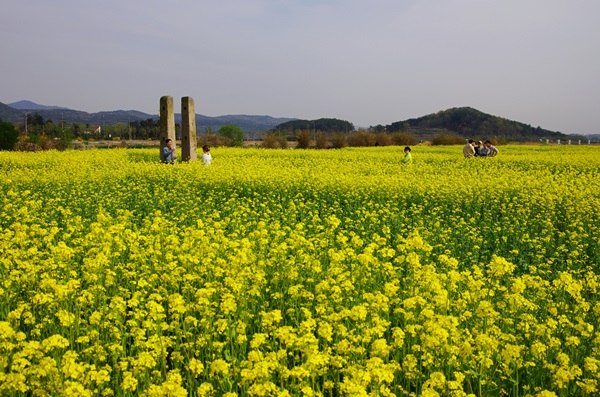 경주 황룡사지 유채꽃(사진제공=경북도)