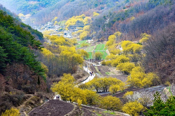 의성 산수유꽃피는마을(사진제공=경북도)