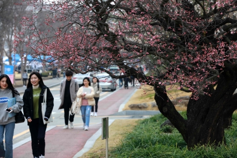 전남대 명물 ‘대명매’ 꽃 폈다
