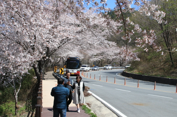 “녹차밭 따라 달리는 벚꽃 드라이브 어때요?” 기사의 사진