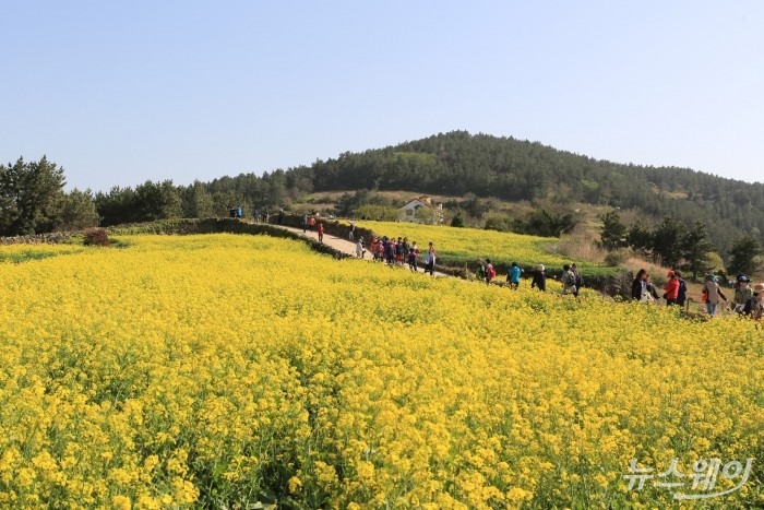 봄의 왈츠 촬영지 인근 유채꽃밭 (사진제공=완도군)