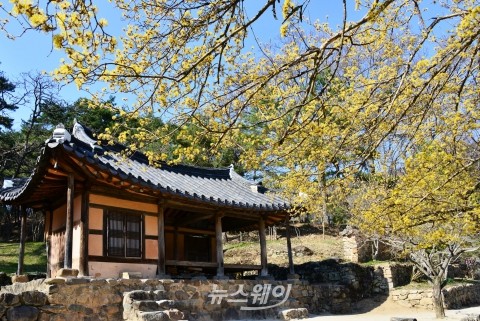 담양 소쇄원에 핀 노란 빛깔의 산수유, 봄내음 물씬