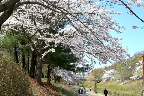 성남시,  ‘성남 벚꽃길 8경’ 지정·운영···시민 발길 이어져