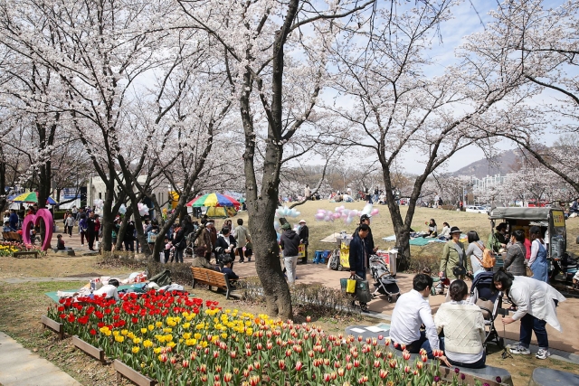 의왕시, 벚꽃축제 마무리···시민노래자랑 등 다양한 무대 선보여