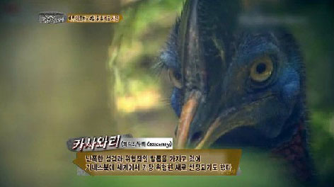 美플로리다서 ‘가장 위험한 새’ 화식조 공격받은 남성 사망. 사진=SBS 정글의 법칙