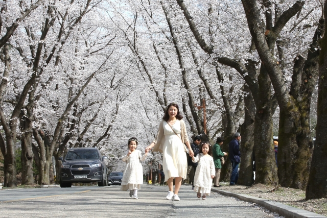 전국에서 가장 늦게 피는 마이산 벚꽃 이번주 절정