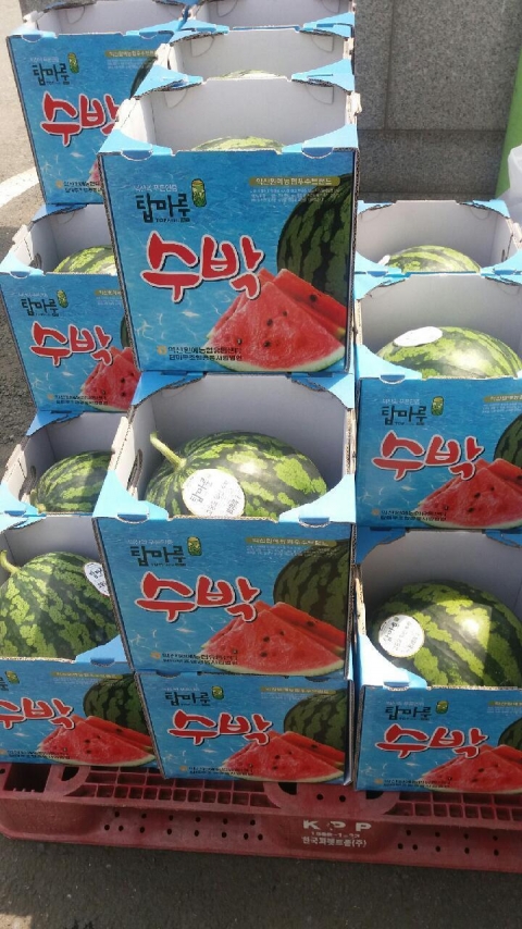 익산 탑마루 수박, 본격 출하 시작