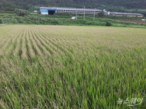 강진군, 벼 농작물 재해 보험료 80% 지원