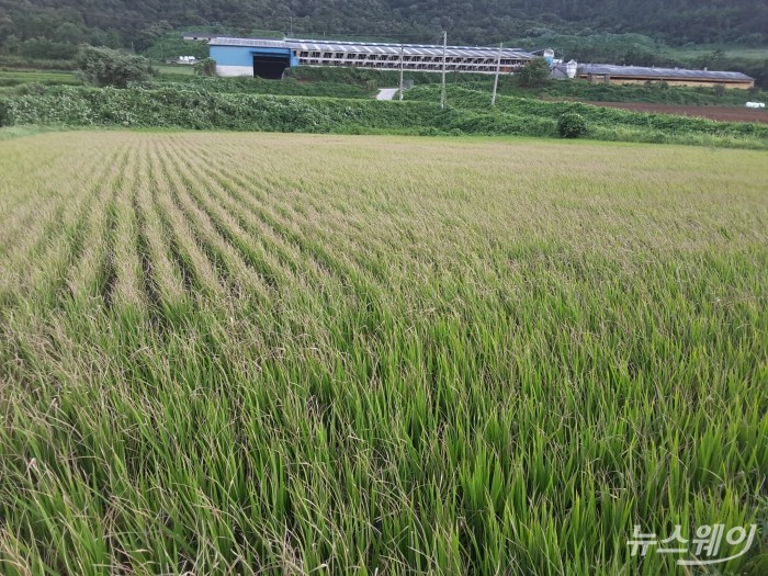 가뭄으로 말라버린 벼 (사진=강진군)