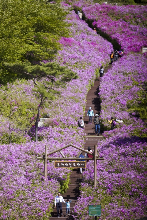 장수군 봉화산 철쭉 만개